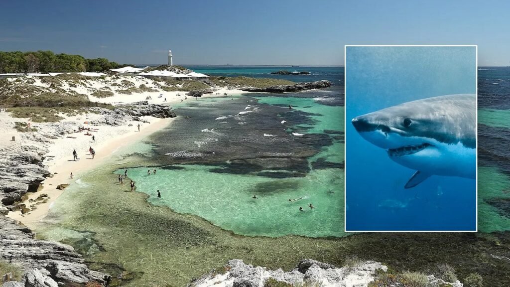 Man dies after attack by 13-foot great white shark near popular island resort: officials Man dies after attack by 13-foot great white shark near popular island resort: officials