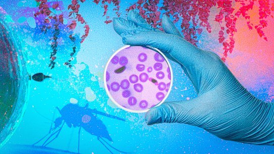 The malaria parasite has unveiled new insights into male fertility.