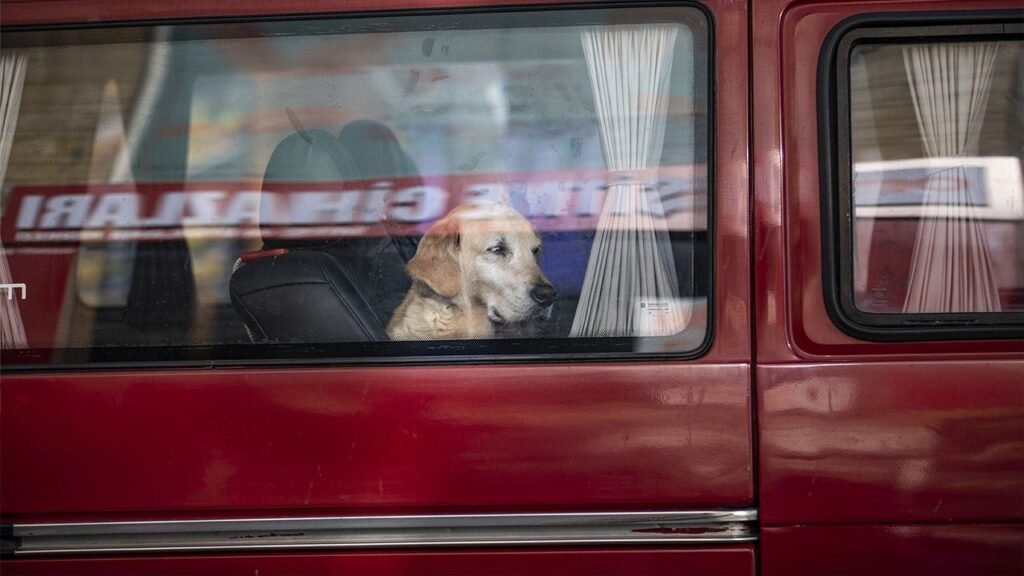 Dog accidentally fires shotgun, striking woman yards away during chaotic gas station stop Dog accidentally fires shotgun, striking woman yards away during chaotic gas station stop