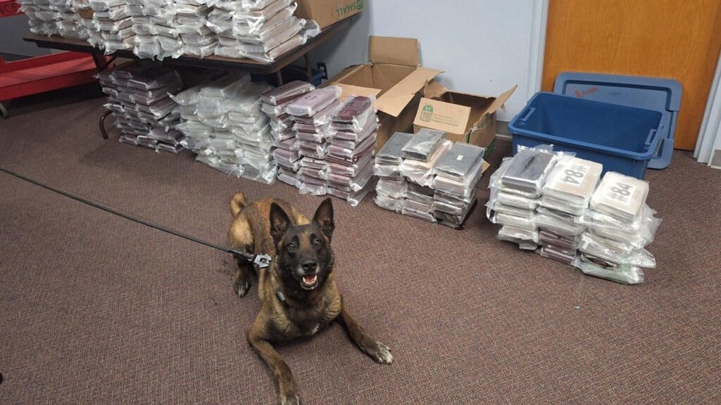 Nebraska K9 sniffs out 525 pounds of cocaine during routine traffic stop, leading to California man’s arrest Nebraska K9 sniffs out 525 pounds of cocaine during routine traffic stop, leading to California man’s arrest
