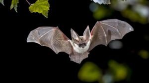 California neighborhood on alert after bat found near sidewalk tests positive for rabies virus California neighborhood on alert after bat found near sidewalk tests positive for rabies virus
