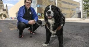 Quebecer graduating from Polytechnique with service dog who attended every class Quebecer graduating from Polytechnique with service dog who attended every class