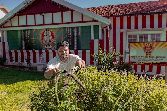 A man trims a prolific basil bush at the Sydney Sri Ayyappa Swami Centre in Wentworthville.