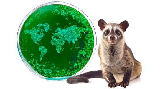 Pandemics explainer