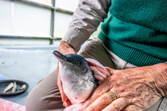 A Taronga Zoo worker with a rescued fairy penguin
