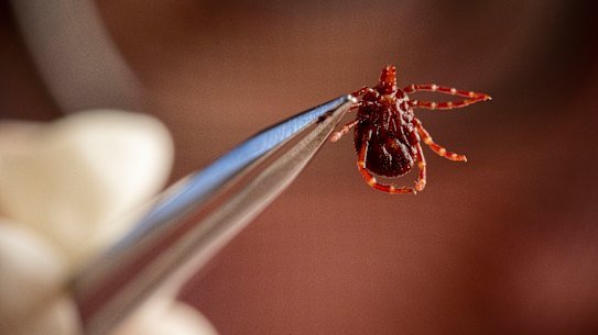 There are 16 Australian ticks known to bite humans.