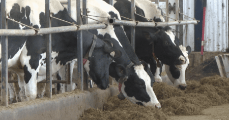 New Brunswick delays phase-out of equine vet program