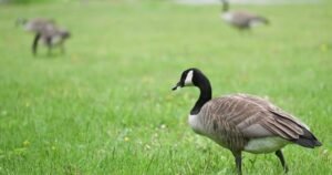 Ontario man fined K after pleading guilty to ‘harassing’ Canada geese