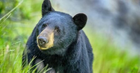 Mission man injured in bear attack outside his home