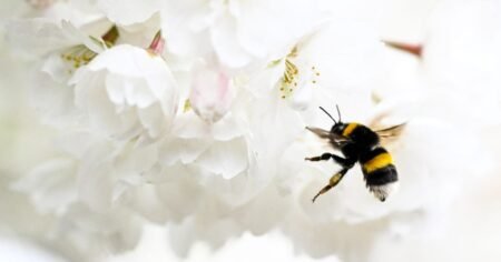 The Best Outdoor Plants for Naturally Keeping Mosquitoes and Pests Away Without Chemicals The Best Outdoor Plants for Naturally Keeping Mosquitoes and Pests Away Without Chemicals