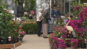 ‘All hands on deck’: Saskatoon greenhouses, green thumbs gear up for busy weekend