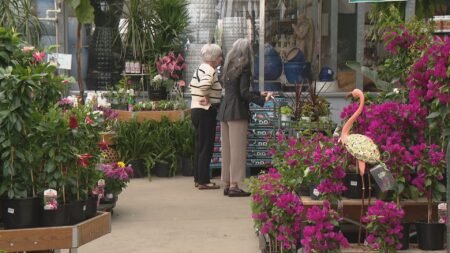 ‘All hands on deck’: Saskatoon greenhouses, green thumbs gear up for busy weekend