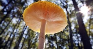 U.S. slaps duties on fresh Canadian mushrooms over subsidy claims