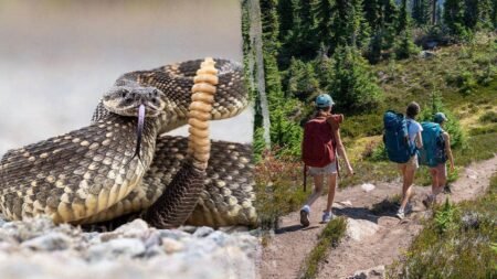 Hiker airlifted after terrifying rattlesnake bite on remote trail as incidents surge in area