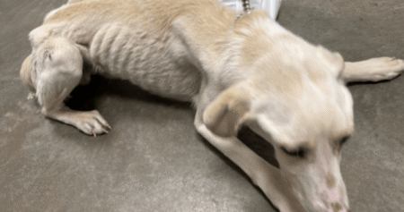 BC SPCA under pressure due to increase in number of unhealthy surrendered animals