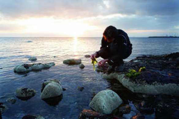 A photograph of Ben Shewry out foraging for a Good Food story titled: Chef who makes grown men cry.