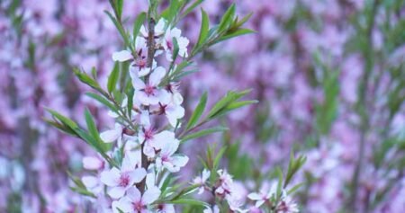 Late spring start, dry conditions to blame for intense Edmonton allergy season Late spring start, dry conditions to blame for intense Edmonton allergy season