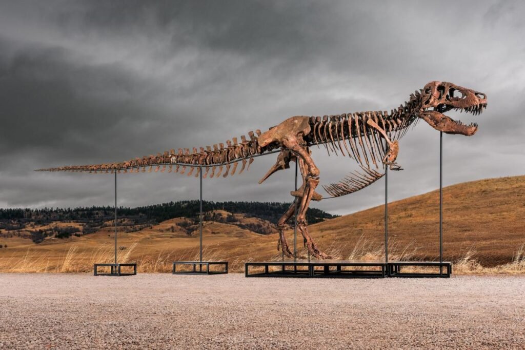 Gus the T. rex could sell for up to M at Sotheby’s NYC auction: ‘183 fossil bone elements’ Gus the T. rex could sell for up to M at Sotheby’s NYC auction: ‘183 fossil bone elements’