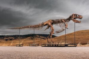 Gus the T. rex could sell for up to M at Sotheby’s NYC auction: ‘183 fossil bone elements’ Gus the T. rex could sell for up to M at Sotheby’s NYC auction: ‘183 fossil bone elements’