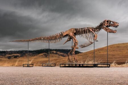 Gus the T. rex could sell for up to M at Sotheby’s NYC auction: ‘183 fossil bone elements’