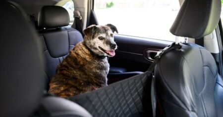 Ontario city considers 0 fines when pets are left in hot vehicles Ontario city considers 0 fines when pets are left in hot vehicles
