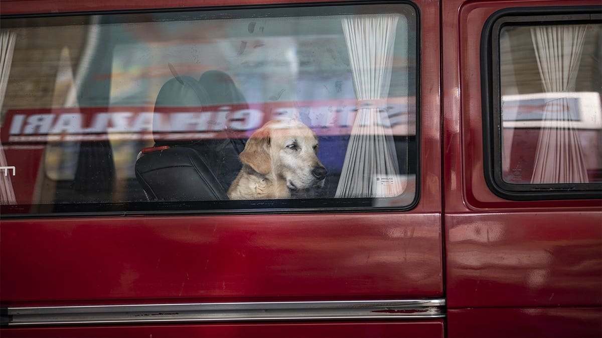 Dog looking out vehicle window
