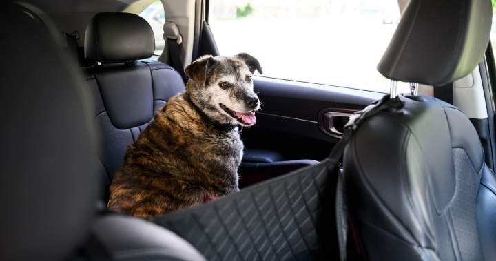 Ontario city considers 0 fines when pets are left in hot vehicles Ontario city considers 0 fines when pets are left in hot vehicles