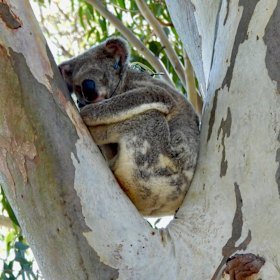 GPS tracking has shown Leaf in the Ormiston College bushland being cleared.