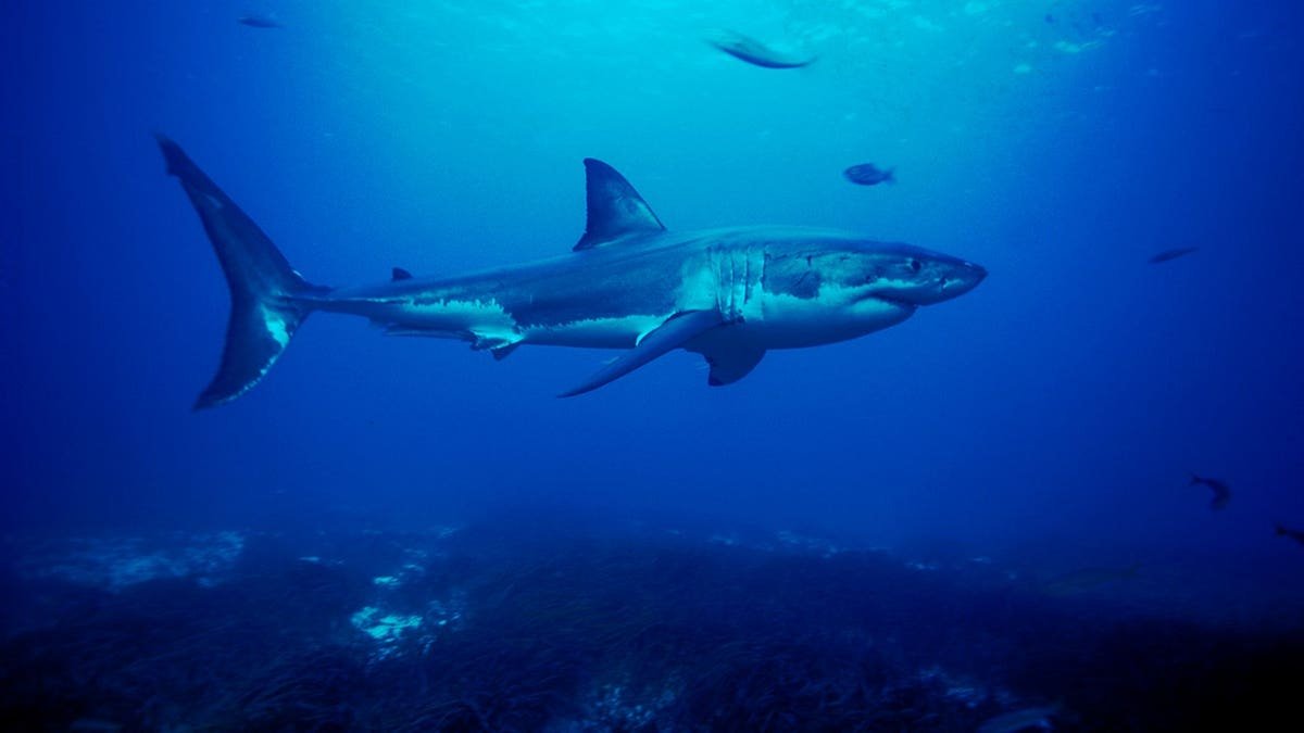 Great white shark swimming near sea floor at Neptune Islands South Australia