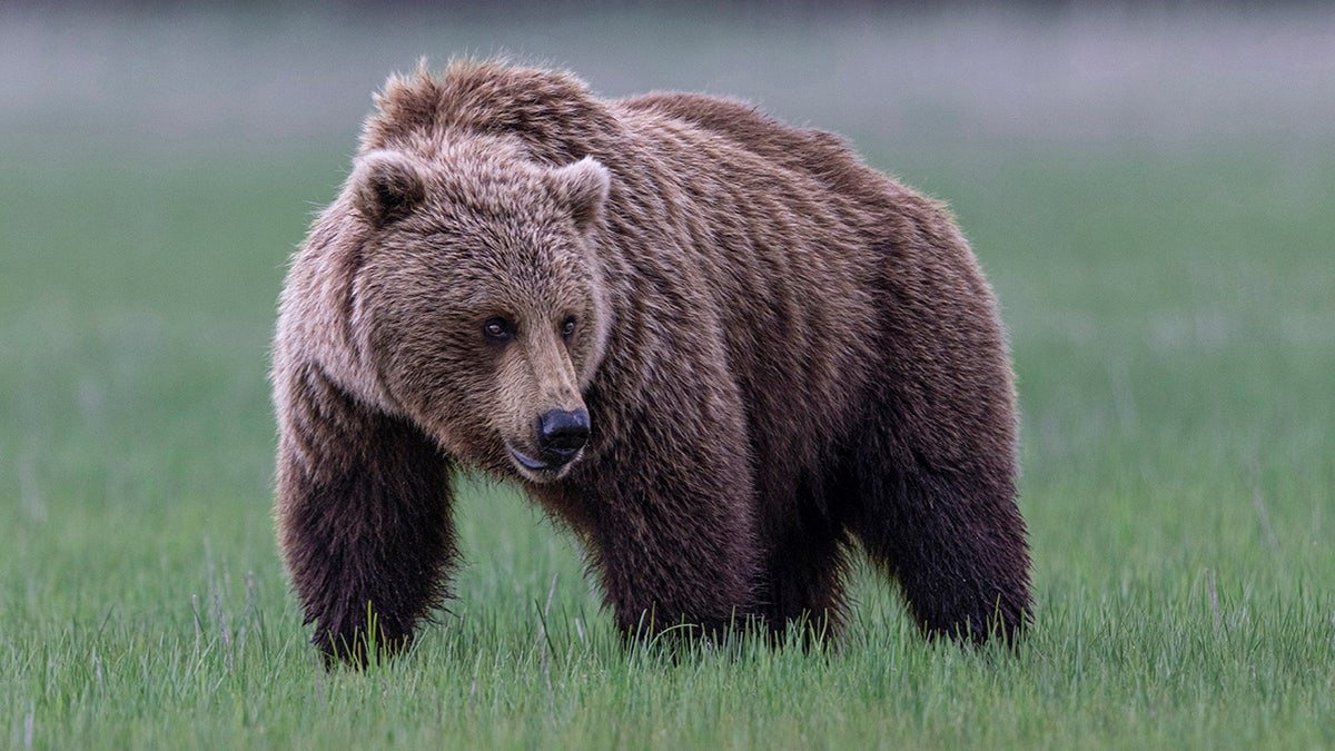 Glacier National Park authorities said the hiker's "injuries are consistent with those sustained by a bear encounter," adding that the individual was found "approximately 50 feet off the trail in a densely wooded area with downed timber."