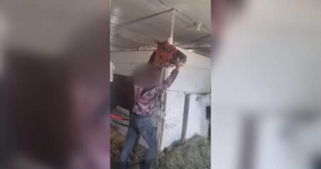 Horse hit at Winnipeg racetrack in ‘hard to watch’ video prompts calls for change