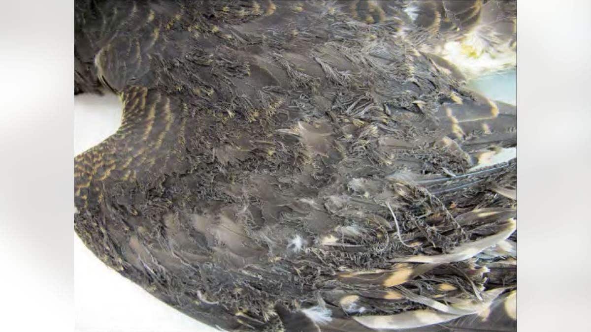 Close-up of damaged bird wing with curled feathers caused by solar flux at Ivanpah