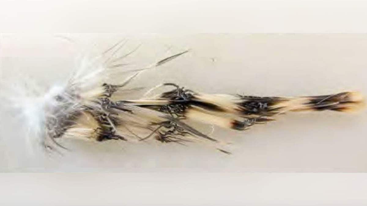 Cluster of bird feathers showing burn damage from solar flux