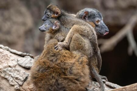 Endangered lemur gives birth to rare set of twins at Bronx Zoo