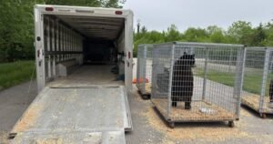 Marineland’s bears begin journey to Colorado sanctuary Marineland’s bears begin journey to Colorado sanctuary