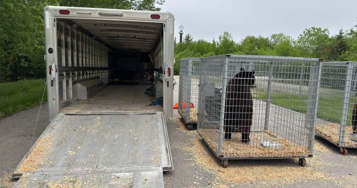 Marineland’s bears begin journey to Colorado sanctuary Marineland’s bears begin journey to Colorado sanctuary