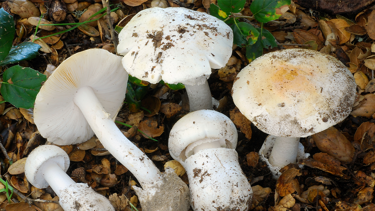Western Destroying Angel mushrooms
