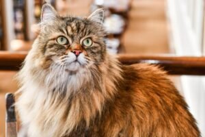 Dear Abby: My husband refuses to let me get a new cat