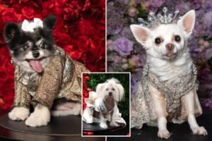 Haute dog couture! NYC pups adorably pose in luxe Met Gala-inspired looks at annual Pet Gala Haute dog couture! NYC pups adorably pose in luxe Met Gala-inspired looks at annual Pet Gala