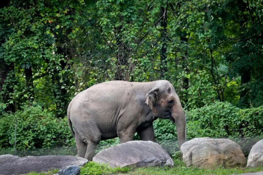 Bronx Zoo’s Happy the Elephant, behind infamous ‘person’ lawsuit, euthanized Bronx Zoo’s Happy the Elephant, behind infamous ‘person’ lawsuit, euthanized