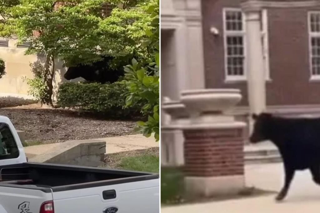Massive cow runs free on campus after escaping transport to University of Illinois