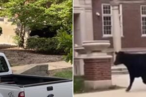 Massive cow runs free on campus after escaping transport to University of Illinois