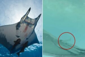 ‘Just that weird’: Suckerfish observed swimming in manta rays’ rear ends, could impede pooping, sex ‘Just that weird’: Suckerfish observed swimming in manta rays’ rear ends, could impede pooping, sex