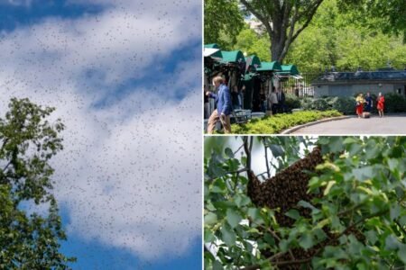 ‘Bee tornado’ swarms White House