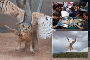 Owl found stuck in a concrete mixer in Utah is on the mend and flying free