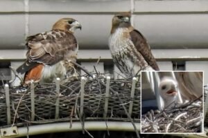 Pale Male’s mate shacks up with boy toy years after iconic NYC hawk’s death: ‘She’s a cougar!’