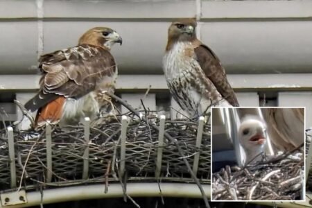 Pale Male’s mate shacks up with boy toy years after iconic NYC hawk’s death: ‘She’s a cougar!’ Pale Male’s mate shacks up with boy toy years after iconic NYC hawk’s death: ‘She’s a cougar!’