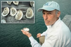 Exclusive | LI oyster growers shelled again — this time by warning of killer bacteria in water