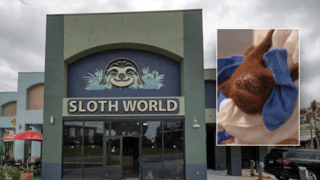 Florida bans sloth imports after dozens of animals die at planned Orlando attraction