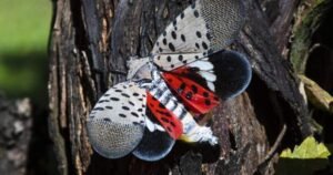 Ontario wineries concerned ‘dangerous’ spotted lanternfly could suck vineyards dry